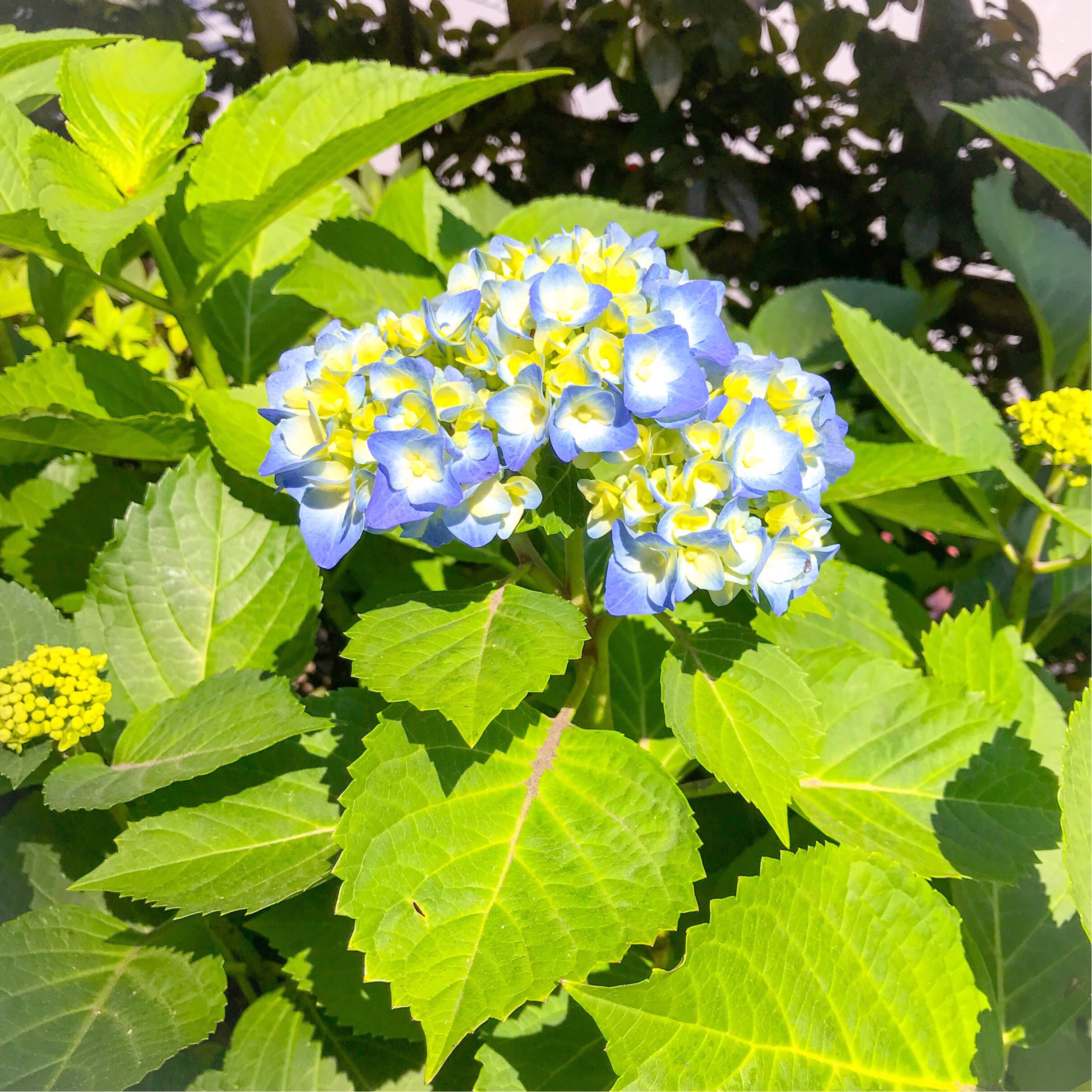 紫陽花 神保町